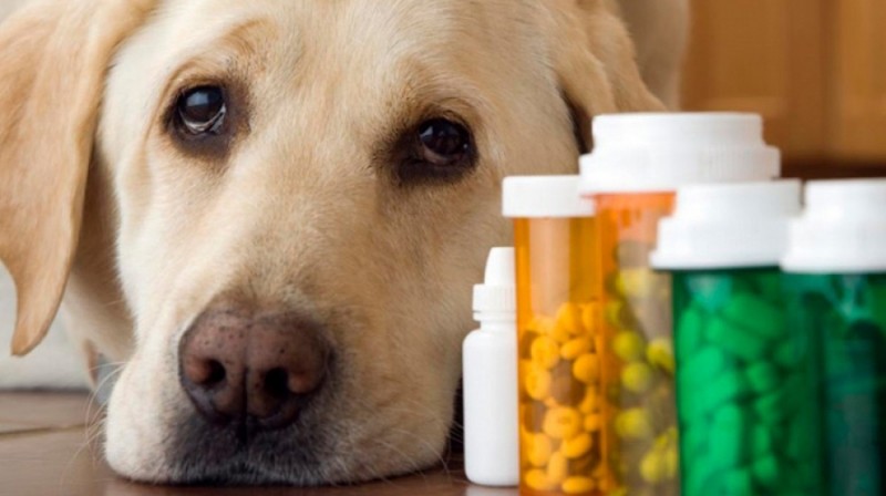 Как дать собаке таблетку от глистов