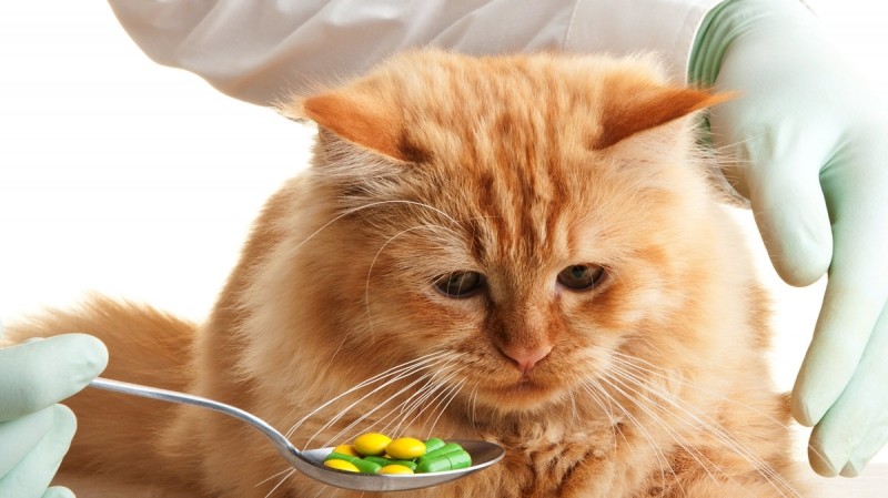 Лекарства от глистов для кошек