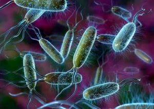 Бактерии паразиты