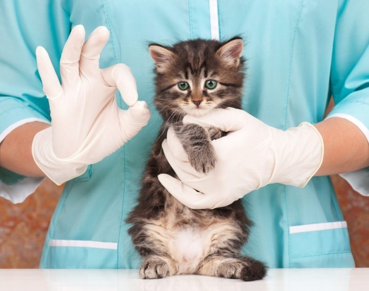 Лечение глистов у котов
