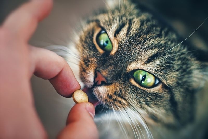 Как дать котенку таблетку от глистов