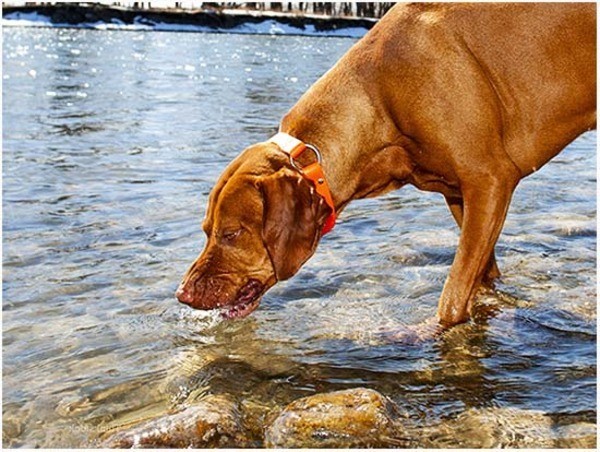 Как выглядят глисты у собак в кале