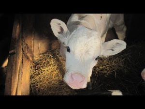 Глисты у коров: симптомы и лечение