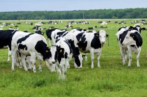 Глисты у коров: симптомы и лечение