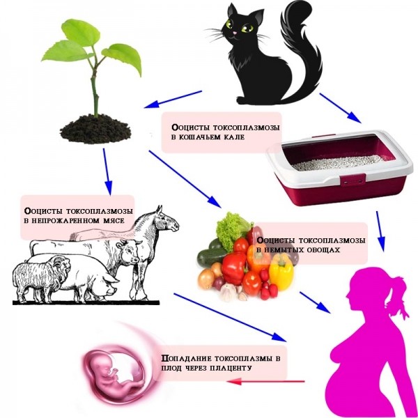 Симптомы и лечение токсоплазмоза у кошек