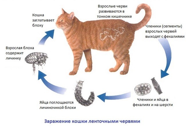 Признаки глистов у котят