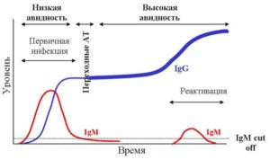 Анализ на токсоплазмоз