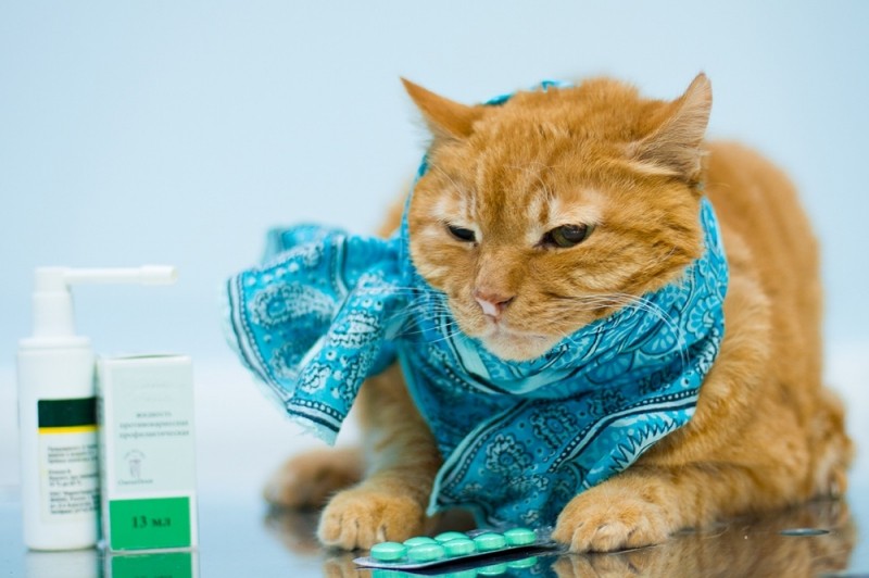 Симптомы и лечение токсоплазмоза у кошек