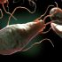 Жгутиковые: паразиты человека, общее описание и строение