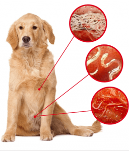 Профилактика глистов у собак