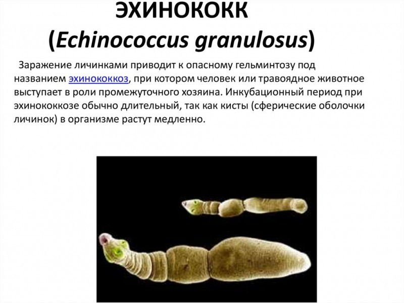 Признаки паразитов в организме