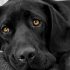 Глисты у собак: признаки, симптомы и лечение. Таблетки