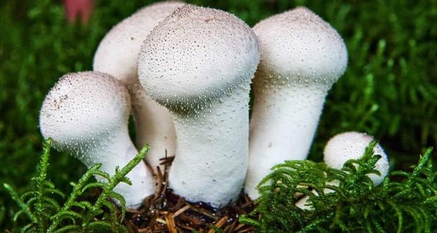 Дождевик-(гриб)-—-свойства-и-применение-в-народной-медицине